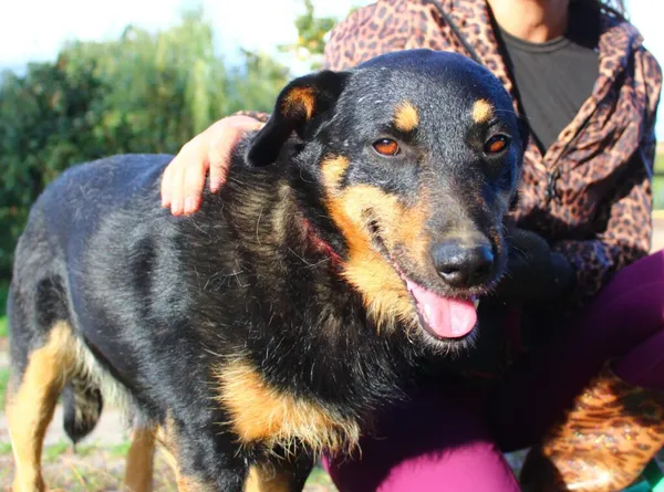 Pies do adopcji, Przyborówko, 15 listopada 2023 (2/3)