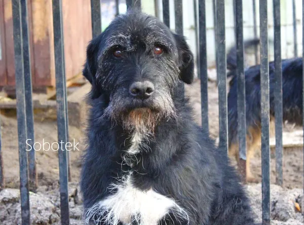 Pies do adopcji, Przyborówko, 15 listopada 2023 (3/3)