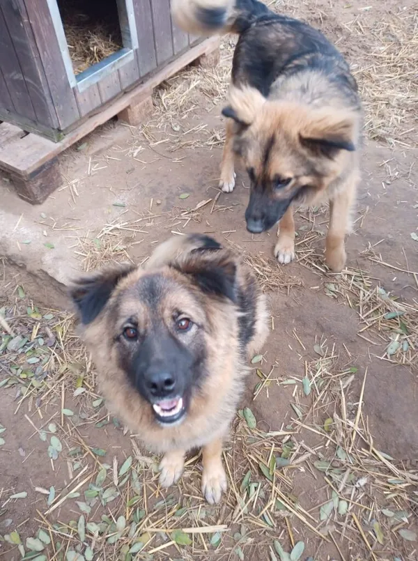 Pies do adopcji, Przyborówko, 28 maja 2024 (2/5)