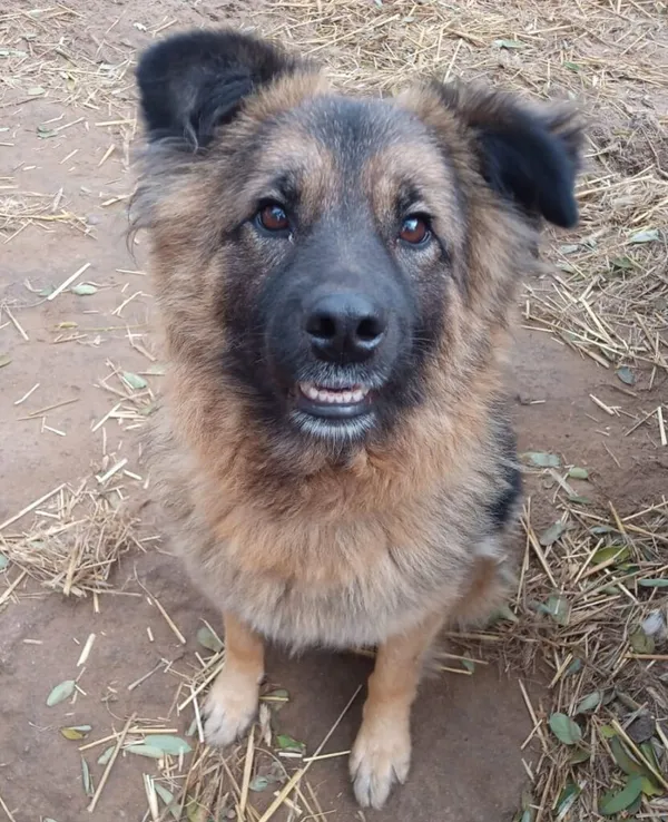 Pies do adopcji, Przyborówko, 28 maja 2024 (3/5)