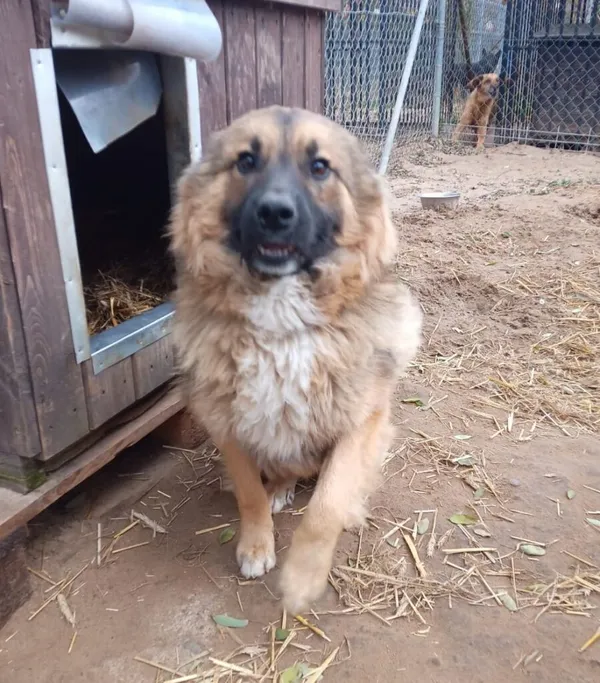 Pies do adopcji, Przyborówko, 28 maja 2024 (4/5)