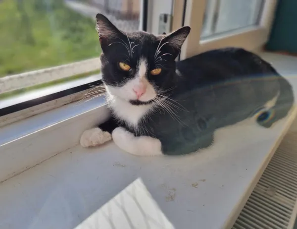 Kot do adopcji, Świdnica, 5 października 2023