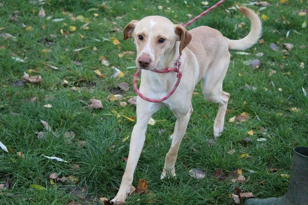 Pies do adopcji, Bełchatów, 25 października 2023 (5/5)