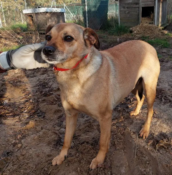 Pies do adopcji, Przyborówko, 16 listopada 2023 (2/3)