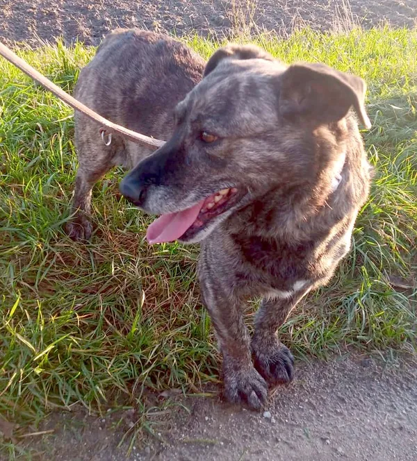 Pies do adopcji, Przyborówko, 16 listopada 2023 (1/3)