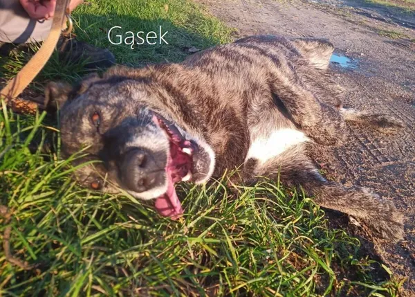 Pies do adopcji, Przyborówko, 16 listopada 2023 (3/3)