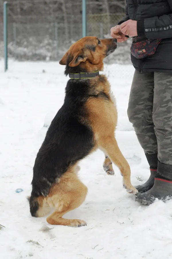 Znaleziono psa, Olsztyn, 6 listopada 2023 (5/5)