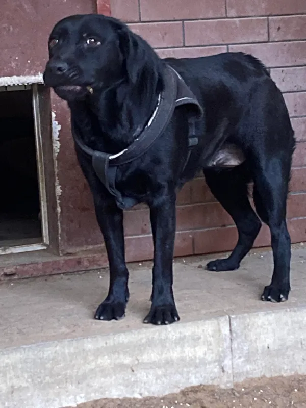 Znaleziono psa, Olsztyn, 10 listopada 2023