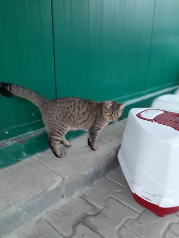 Kot do adopcji, Henrykowo, 11 września 2023 (4/5)