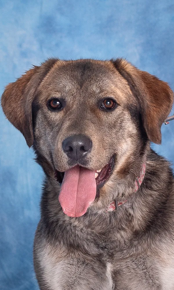 Pies do adopcji, Gdańsk, 8 sierpnia 2023