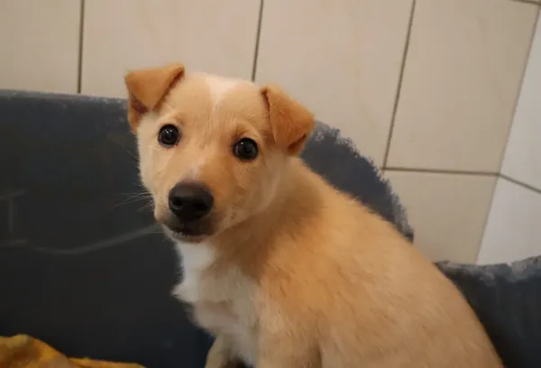 Pies do adopcji, Częstochowa, 14 września 2023 (2/2)