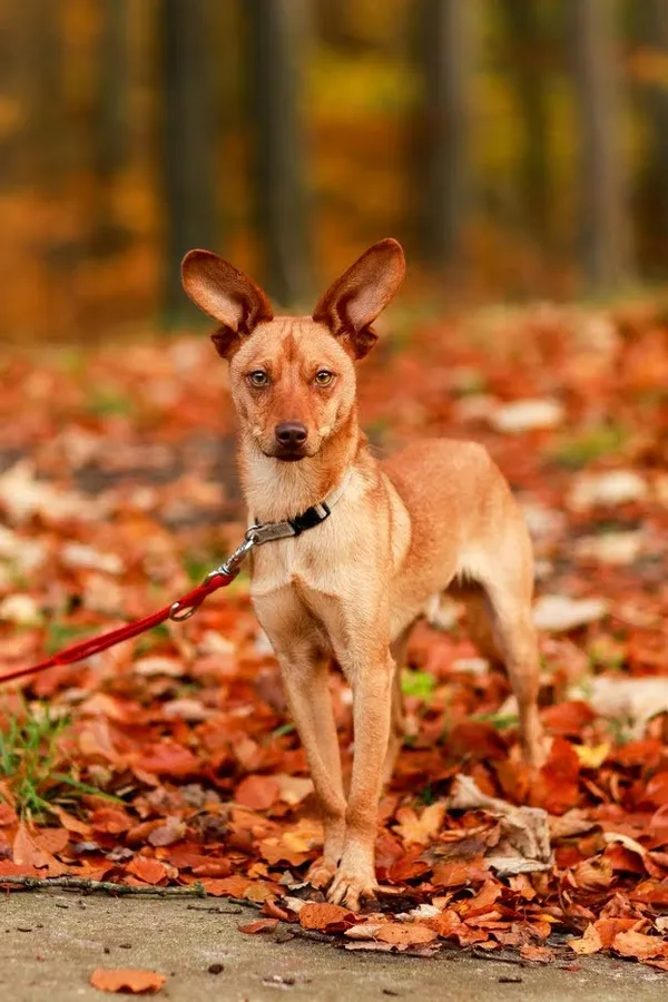 Pies do adopcji, Elbląg, 2 listopada 2023 (1/5)