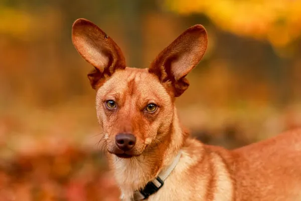 Pies do adopcji, Elbląg, 2 listopada 2023 (2/5)