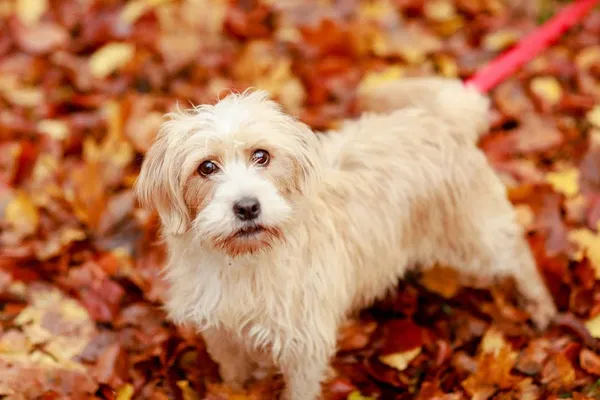 Pies do adopcji, Elbląg, 30 października 2023 (3/5)