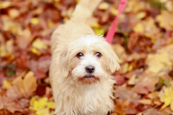 Pies do adopcji, Elbląg, 30 października 2023 (4/5)