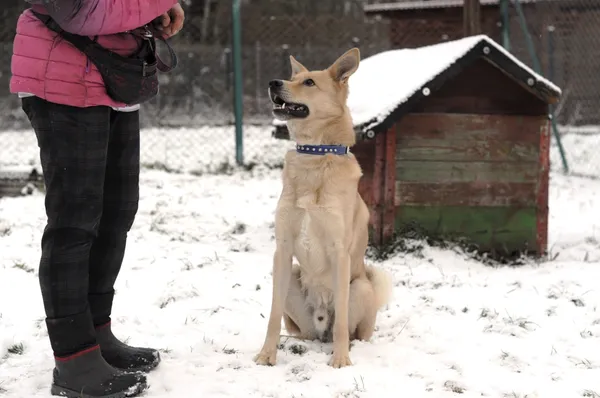 Pies do adopcji, Olsztyn, 4 listopada 2023 (2/5)