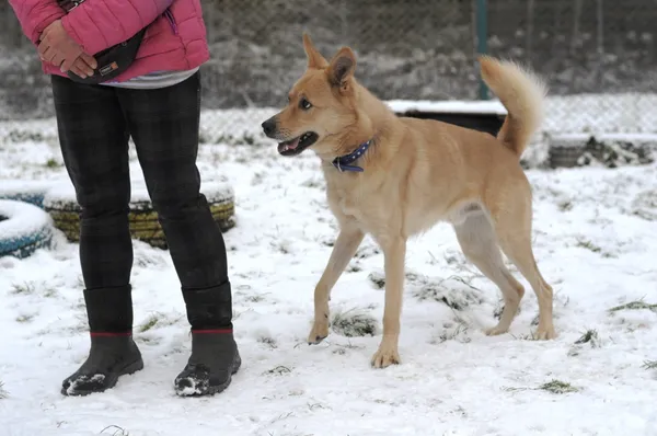 Pies do adopcji, Olsztyn, 4 listopada 2023 (5/5)