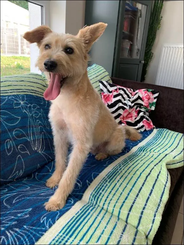 Znaleziono psa, Grudziądz, 13 listopada 2022