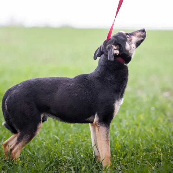 Pies do adopcji, Wysocko Wielkie, 21 listopada 2023 (2/3)