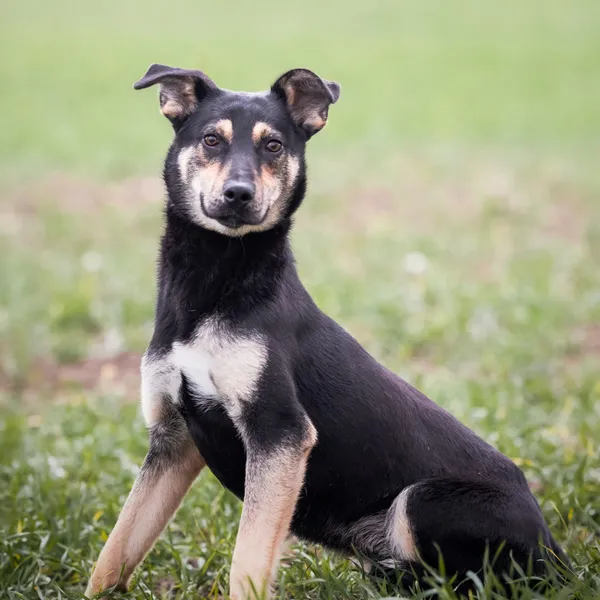 Pies do adopcji, Wysocko Wielkie, 21 listopada 2023 (3/3)