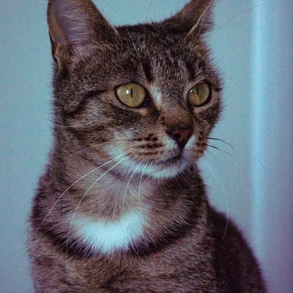 Kot do adopcji, Wysocko Wielkie, 21 listopada 2023 (2/4)