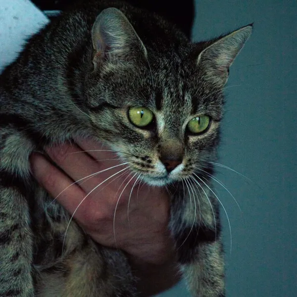 Kot do adopcji, Wysocko Wielkie, 21 listopada 2023 (3/4)