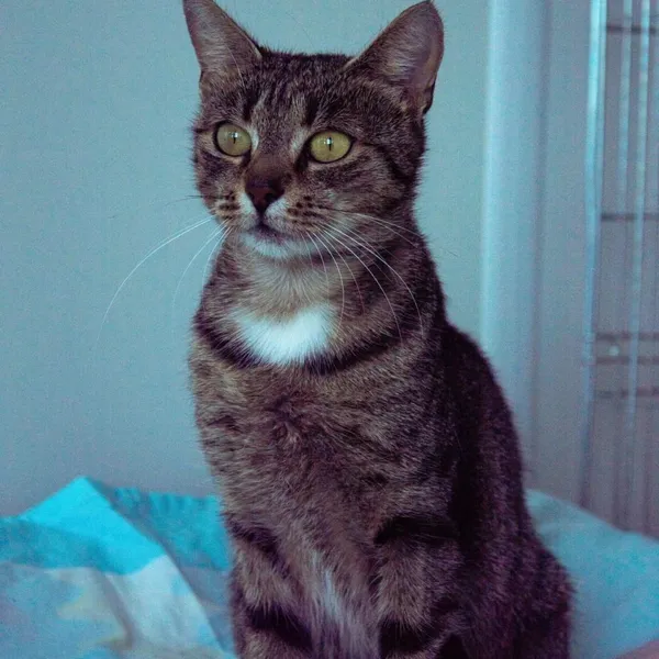 Kot do adopcji, Wysocko Wielkie, 21 listopada 2023 (4/4)