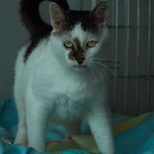 Kot do adopcji, Wysocko Wielkie, 21 listopada 2023 (2/4)