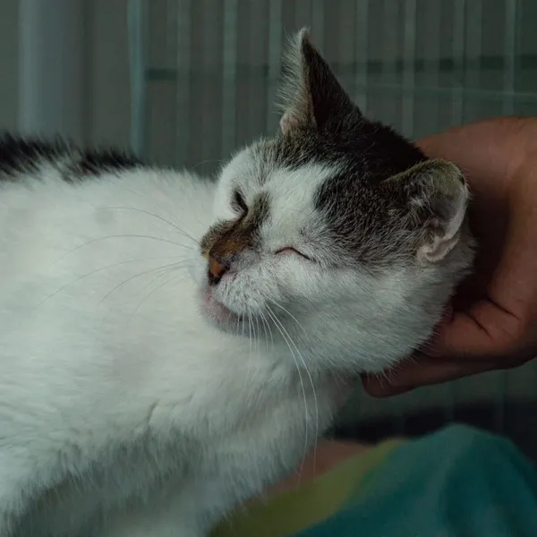 Kot do adopcji, Wysocko Wielkie, 21 listopada 2023 (3/4)