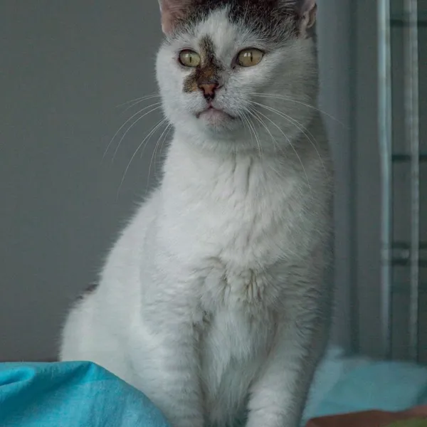 Kot do adopcji, Wysocko Wielkie, 21 listopada 2023 (4/4)