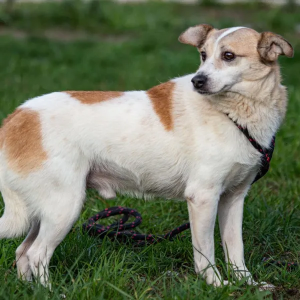 Pies do adopcji, Wysocko Wielkie, 21 listopada 2023 (2/5)