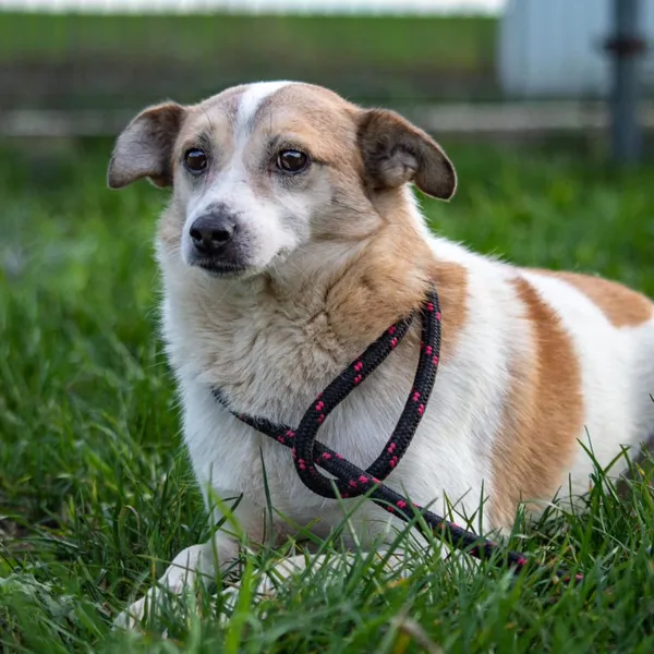 Pies do adopcji, Wysocko Wielkie, 21 listopada 2023 (5/5)