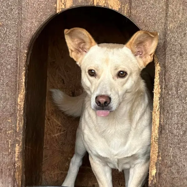 Pies do adopcji, Wysocko Wielkie, 21 listopada 2023 (2/4)