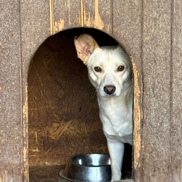 Pies do adopcji, Wysocko Wielkie, 21 listopada 2023 (3/4)