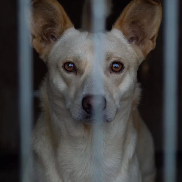 Pies do adopcji, Wysocko Wielkie, 21 listopada 2023 (4/4)