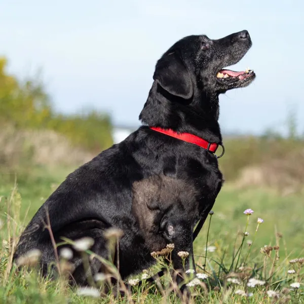 Pies do adopcji, Wysocko Wielkie, 21 listopada 2023 (4/5)