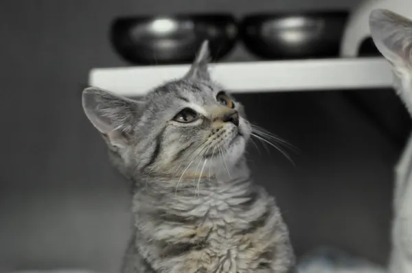 Kot do adopcji, Olsztyn, 4 listopada 2023 (1/4)