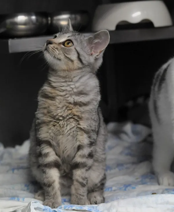 Kot do adopcji, Olsztyn, 4 listopada 2023 (2/4)