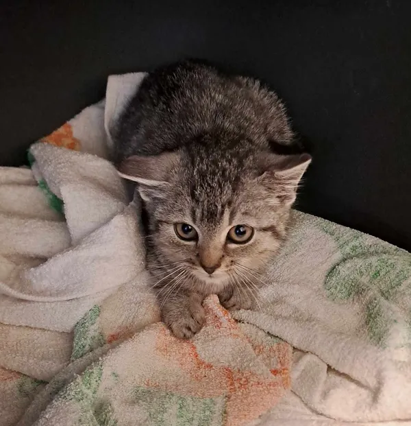 Kot do adopcji, Olsztyn, 4 listopada 2023 (4/4)