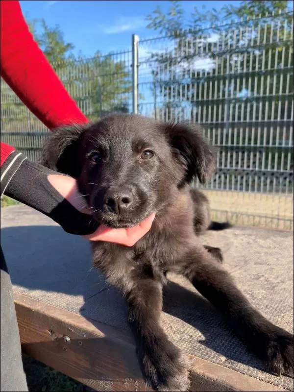 Znaleziono psa, Grudziądz, 13 października 2023