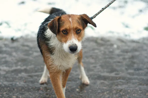 Pies do adopcji, Nowodwór, 23 listopada 2023 (3/5)