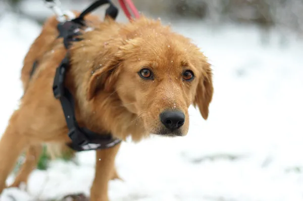 Pies do adopcji, Nowodwór, 23 listopada 2023 (3/5)