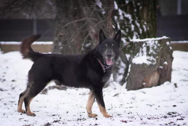 Znaleziono psa, Warszawa, 23 listopada 2023 (2/5)