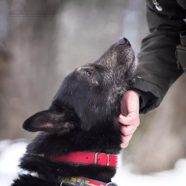 Znaleziono psa, Warszawa, 23 listopada 2023 (3/5)