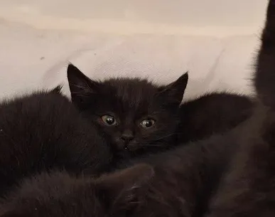 Kot do adopcji, Orzechowce, 23 listopada 2023