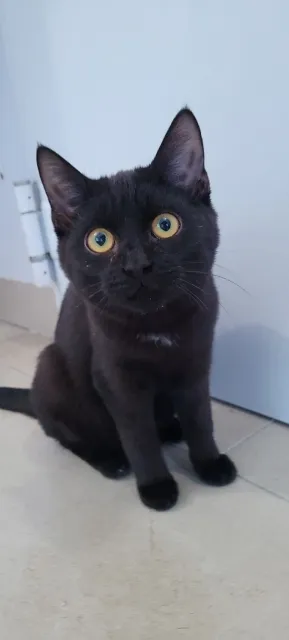 Kot do adopcji, Piła, 8 lipca 2023 (1/5)