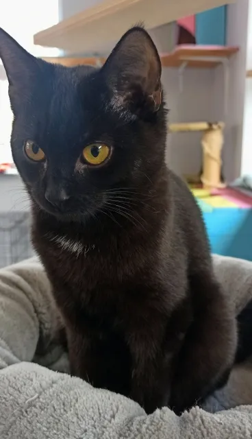 Kot do adopcji, Piła, 8 lipca 2023 (5/5)