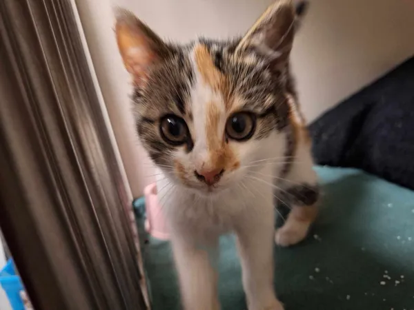 Kot do adopcji, Orzechowce, 22 listopada 2023 (1/4)