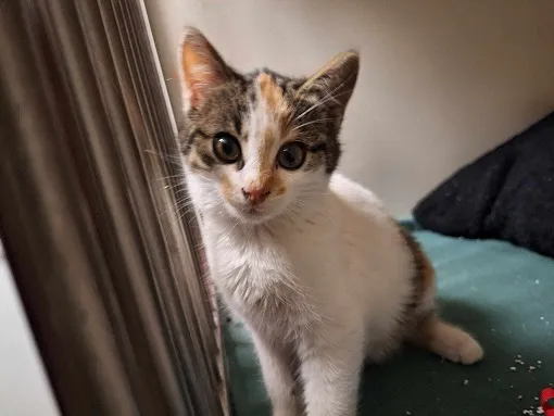 Kot do adopcji, Orzechowce, 22 listopada 2023 (3/4)