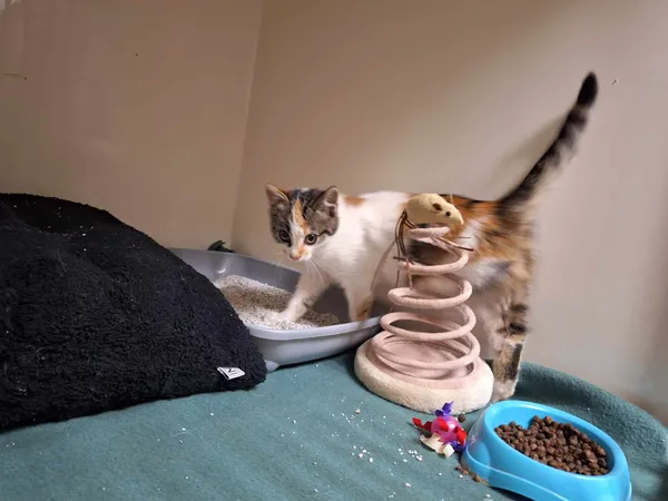 Kot do adopcji, Orzechowce, 22 listopada 2023 (4/4)